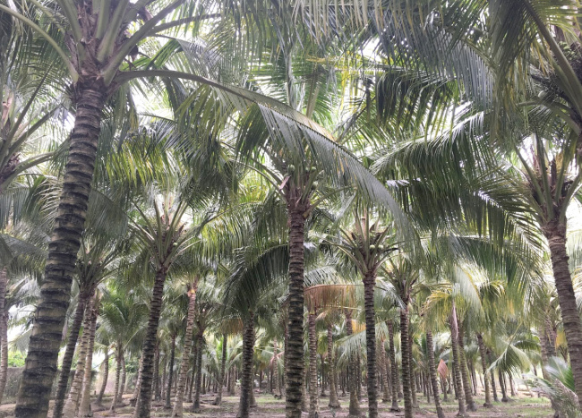vườn dừa tân lộc, cù lao tân lộc, vườn dừa tân lộc – cần thơ