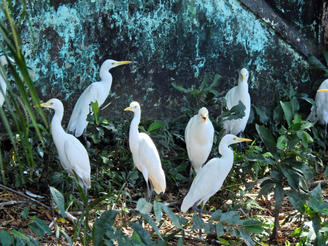 vườn chim thành phố cà mau, khu tưởng niệm chủ tịch hồ chí minh cà ma, địa điểm du lịch cà mau, vườn chim độc đáo giữa lòng thành phố cà mau