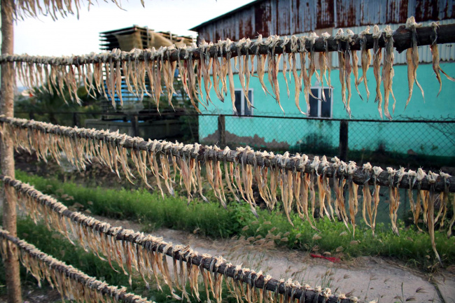 Thăm làng nghề cá khoai khô Cái Đôi Vàm – Cà Mau