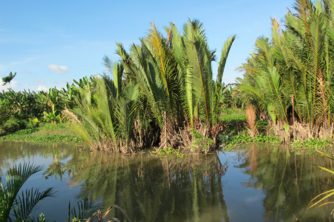 điểm du lịch trà vinh, cồn hô trà vinh, cồn hô, cồn hô – điểm du lịch sinh thái mới hấp dẫn ở trà vinh