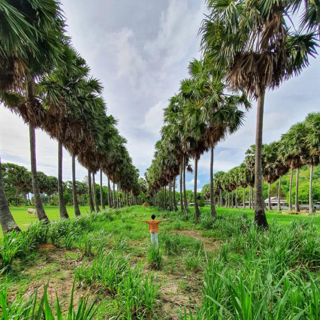 Hàng cây thốt nốt tuyệt đẹp ở Núi Phú Cường – Tịnh Biên – An Giang