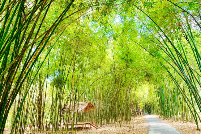 Bamboo Garden – Con đường tre tuyệt đẹp ở Hậu Giang
