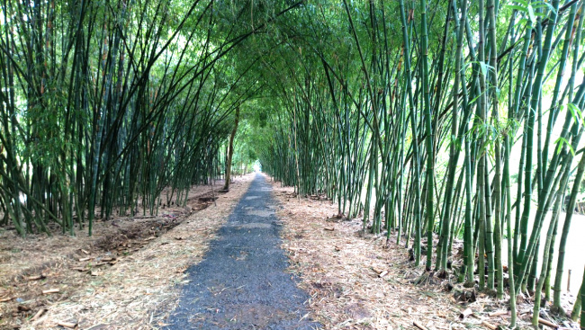 vườn tre tư sang, vườn tre hậu giang, điểm tham quan hậu giang, con đường tre tư sang, con đường tre hậu giang, bamboo garden hậu giang, bamboo garden – con đường tre tuyệt đẹp ở hậu giang