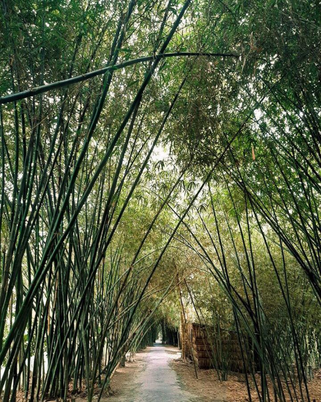 vườn tre tư sang, vườn tre hậu giang, điểm tham quan hậu giang, con đường tre tư sang, con đường tre hậu giang, bamboo garden hậu giang, bamboo garden – con đường tre tuyệt đẹp ở hậu giang