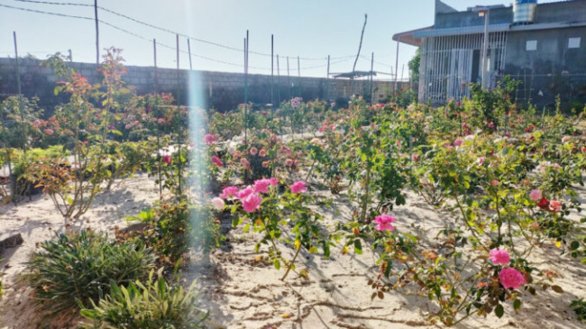 The teacher left Saigon to return to her hometown, planting a rose garden on the sand