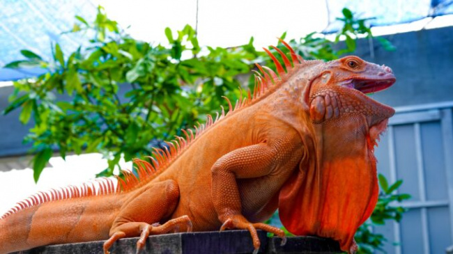 Raising South American dragons, earning hundreds of millions per year￼