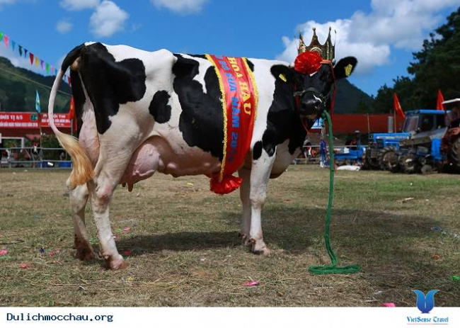 Ở Mộc Châu có cuộc thi “Hoa hậu bò sữa” dành cho các thí sinh ngàn cân