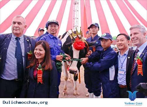 ở mộc châu có cuộc thi “hoa hậu bò sữa” dành cho các thí sinh ngàn cân