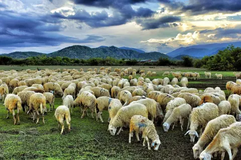 Vui đùa hết nấc với những chú cừu cực dễ thương tại đồng cừu Yên Thành