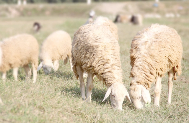 vui đùa hết nấc với những chú cừu cực dễ thương tại đồng cừu yên thành