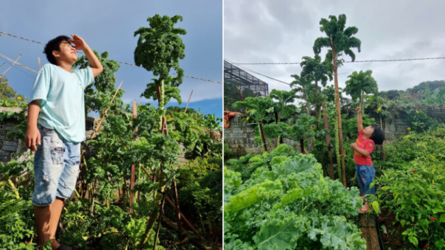 garden, grow vegetable, kale, terrace farmer, terrace farmers race to grow ‘old cabbage’ vegetables
