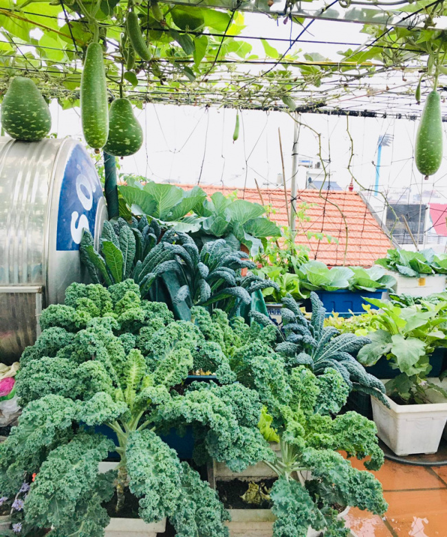 garden, grow vegetable, kale, terrace farmer, terrace farmers race to grow ‘old cabbage’ vegetables