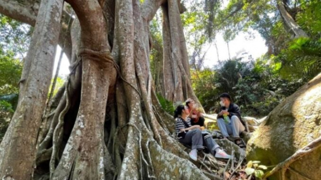 Over 800 years old banyan tree on Son Tra peninsula