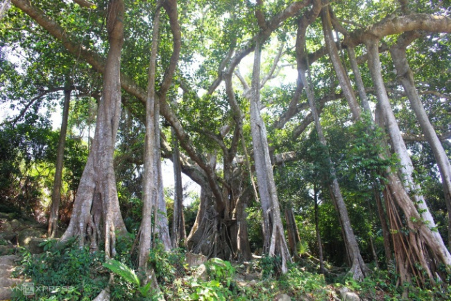 ancient banyan tree, da nang tourism, danang, son tra, over 800 years old banyan tree on son tra peninsula