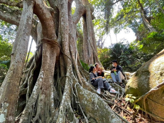 ancient banyan tree, da nang tourism, danang, son tra, over 800 years old banyan tree on son tra peninsula