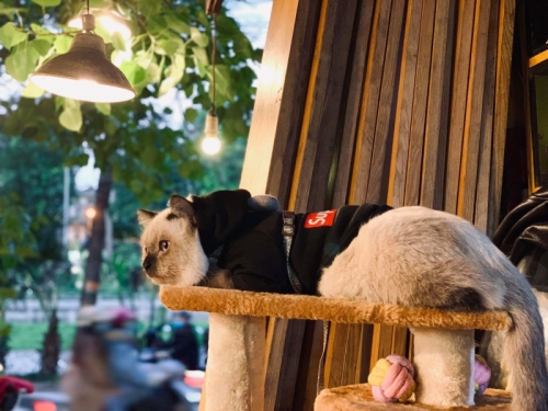 9 quán cafe thú cưng nổi tiếng nhất ở hà nội và tp. hcm