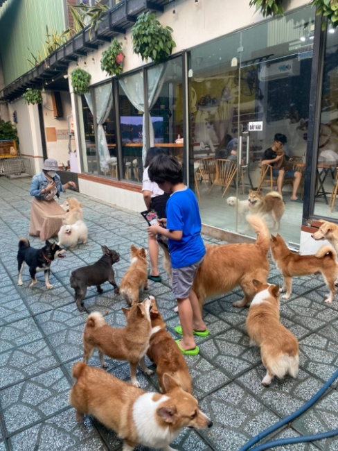 9 quán cafe thú cưng nổi tiếng nhất ở hà nội và tp. hcm