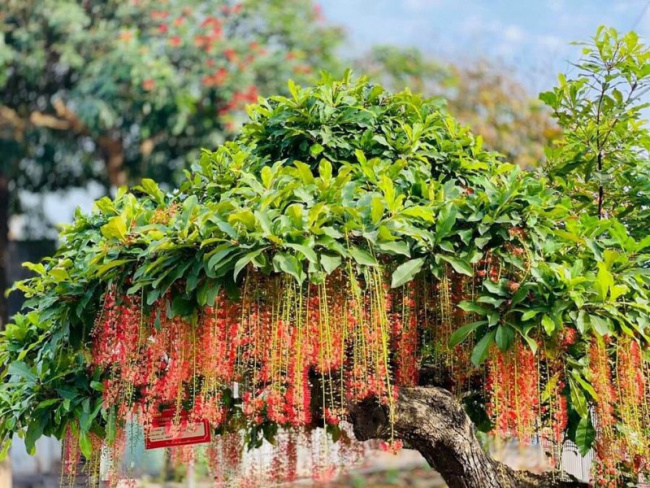 trồng cau trước cửa nhà, phong thủy, cau cảnh, trồng lộc vừng trước nhà, 6 loại cây này cứ trồng trước cửa là tài lộc ùa về nhà