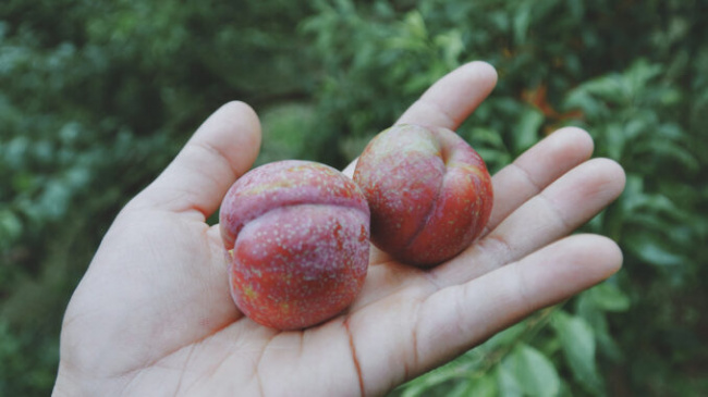 Picking plums at the beginning of the season in Moc Chau