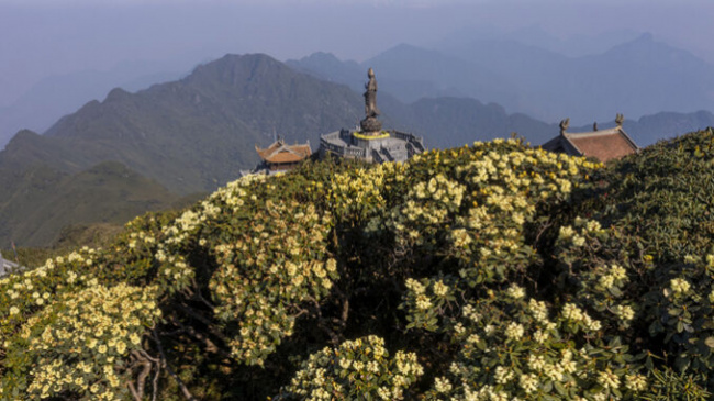 Azalea flowers bloom on the top of Fansipan on the occasion of April 30 and May 1