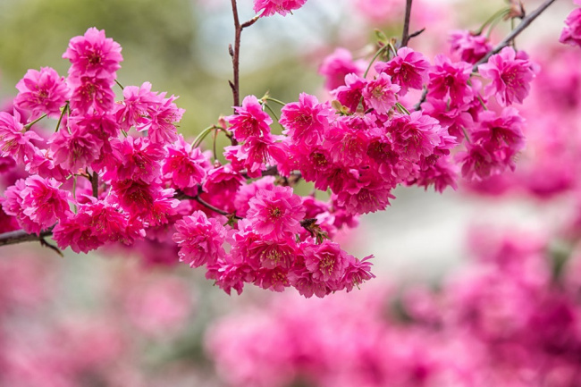 3 loại hoa anh đào phổ biến tại đài loan và các địa điểm ngắm chúng đẹp nhất