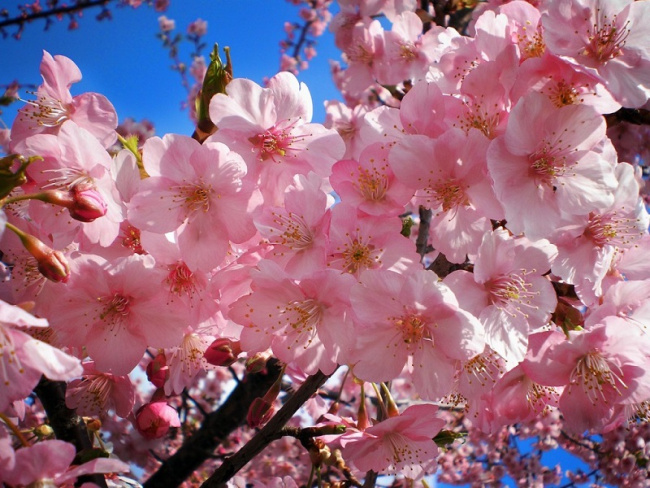 Những Mùa Hoa Lung Linh Tại Nhật Bản, Hàn Quốc Và đài Loan
