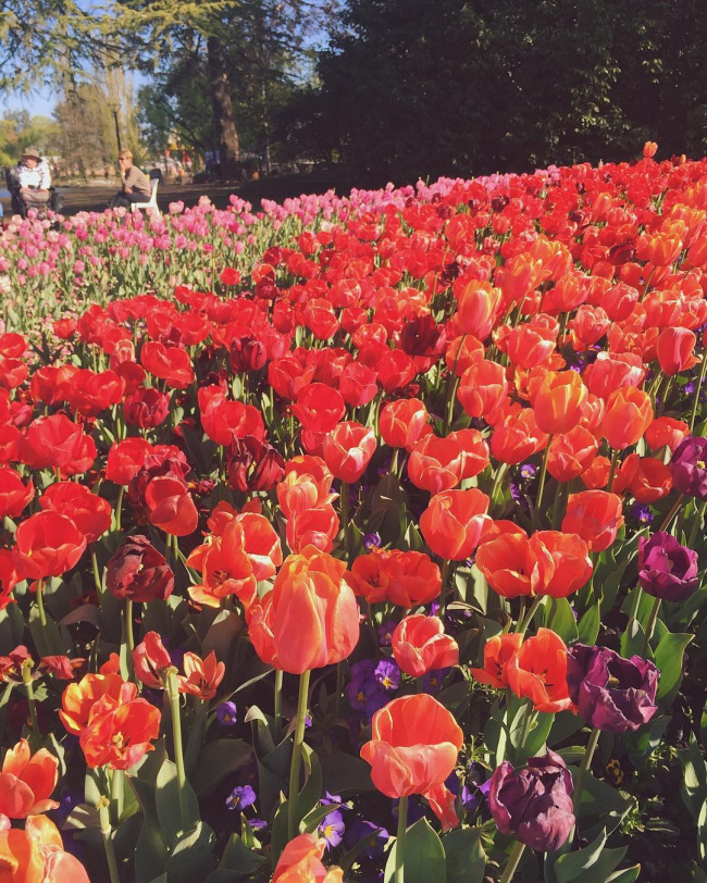 floriade – ước hẹn giữa ngàn hoa