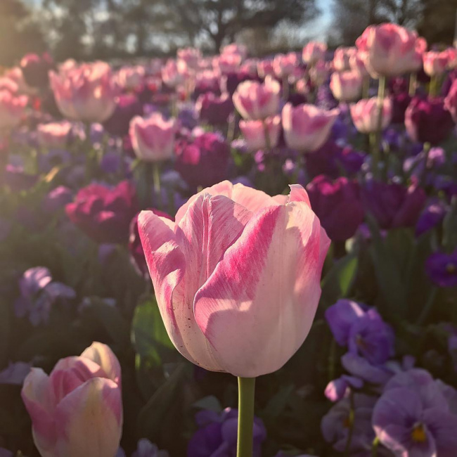 floriade – ước hẹn giữa ngàn hoa