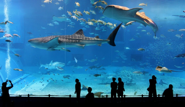 có một đại dương thu nhỏ ở giữa châu á – s.e.a aquarium, singapore