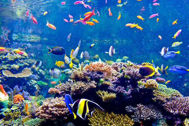 có một đại dương thu nhỏ ở giữa châu á – s.e.a aquarium, singapore