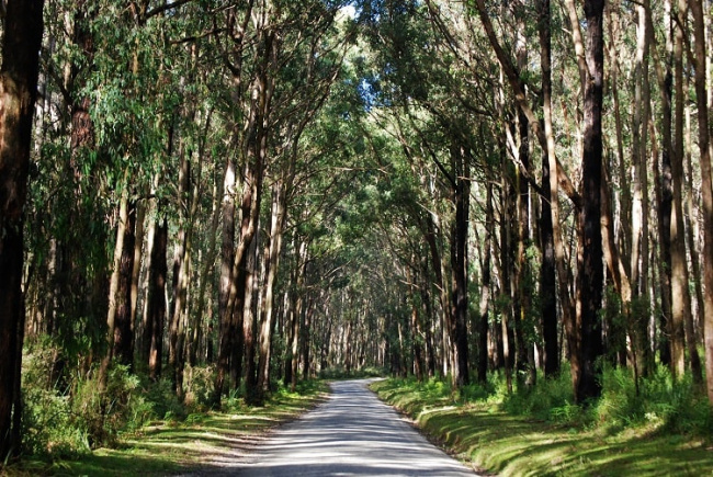 Dandenong Ranges – “lá phổi xanh” của thiên đường Melbourne (Úc)