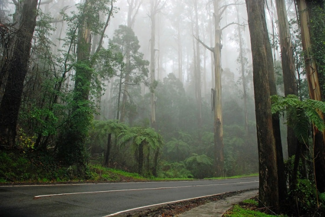 dandenong ranges – “lá phổi xanh” của thiên đường melbourne (úc)