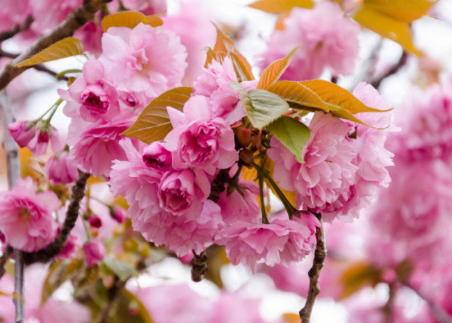 ý nghĩa và giá trị biểu tượng của hoa anh đào sakura