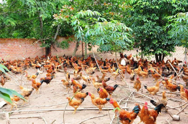 Bình Phước Mô hình chăn nuôi gà thả vườn an toàn sinh học  Nhìn ra tỉnh  bạn  Cổng thông tin điện tử tỉnh Thái Nguyên