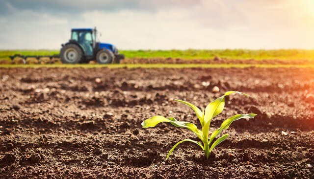 cải tạo đất trồng lúa, cải tạo đất, cách cải tạo đất trồng lúa đúng kỹ thuật và hiệu quả
