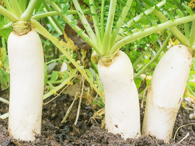 hạt giống củ cải trắng, hạt giống, hạt giống củ cải trắng và cách gieo trồng