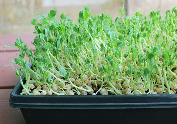 Hướng dẫn bạn cách trồng mầm đậu Hà Lan đơn giản tại nhà