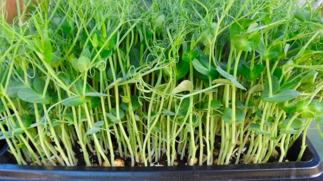 cách trồng rau, cách trồng mầm đậu hà lan, hướng dẫn bạn cách trồng mầm đậu hà lan đơn giản tại nhà