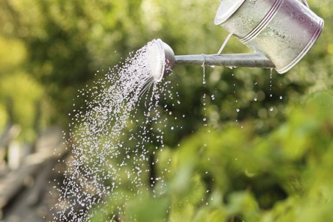 1 số phương pháp tưới nước cho cây bạn nên biết