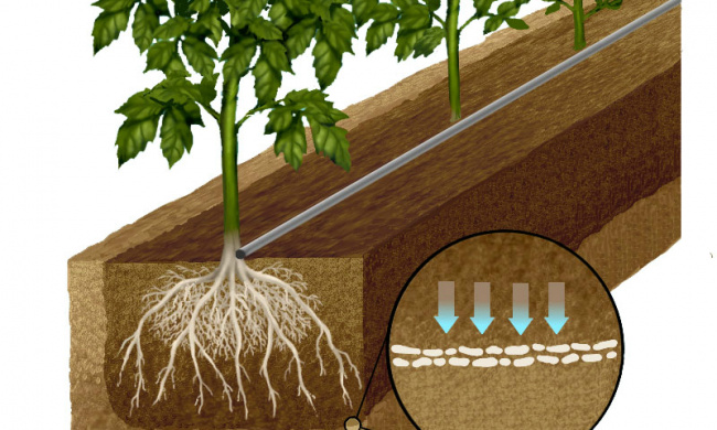 tưới nước cho cây, 1 số phương pháp tưới nước cho cây bạn nên biết