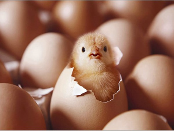 Cách bảo quản trứng gà để ấp giúp tỷ lệ nở cao