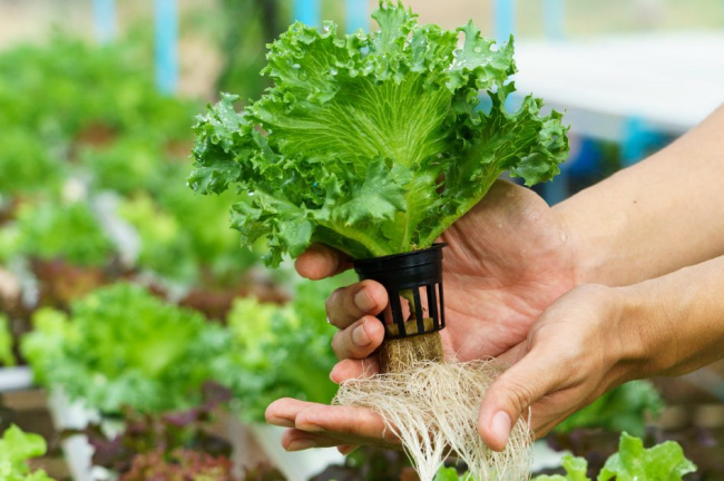 cách trồng rau thủy canh, cách trồng rau, hướng dẫn cách trồng rau thủy canh tại nhà đảm bảo thành công