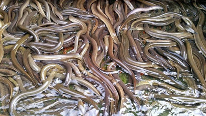nuôi lươn, chăn nuôi, tìm hiểu mô hình làm giàu nuôi lươn không bùn