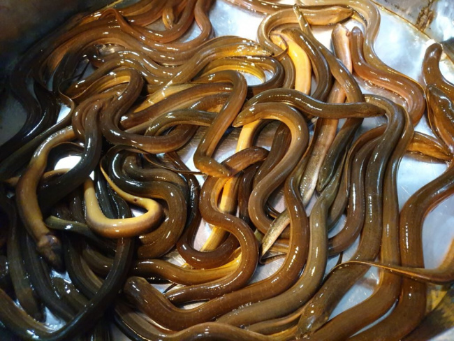 nuôi lươn, chăn nuôi, tìm hiểu mô hình làm giàu nuôi lươn không bùn