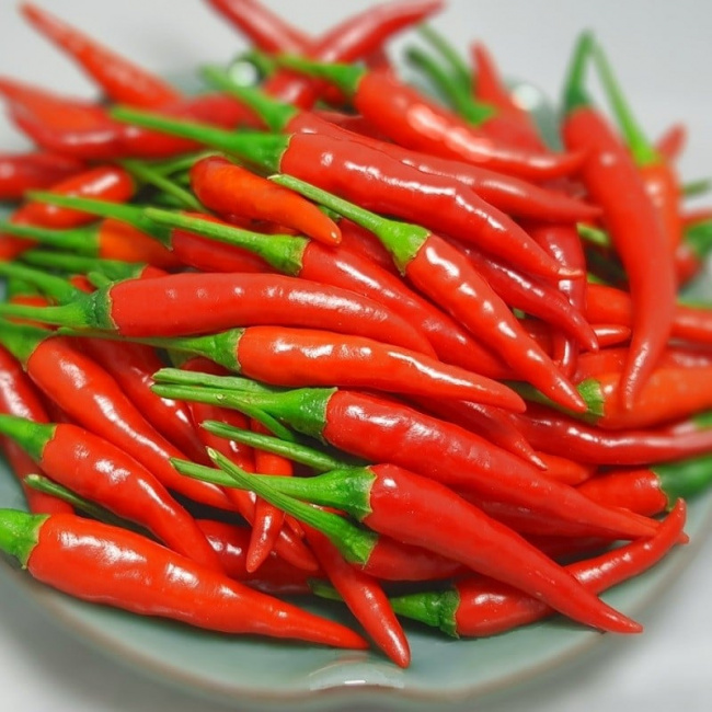 ớt, cách trồng ớt, hướng dẫn bạn kỹ thuật trồng ớt đơn giản tại nhà