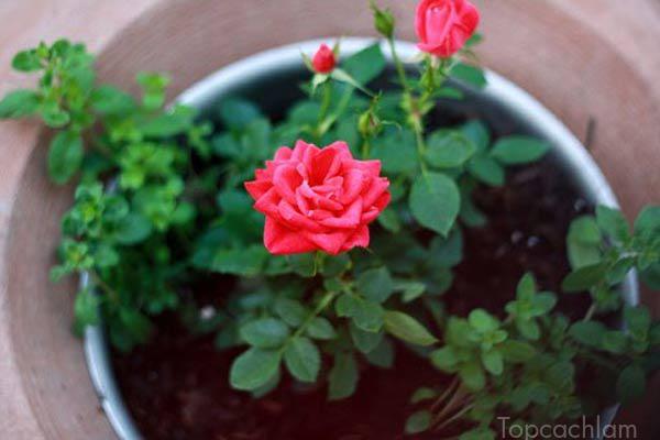 Kỹ thuật trồng hoa hồng tại nhà