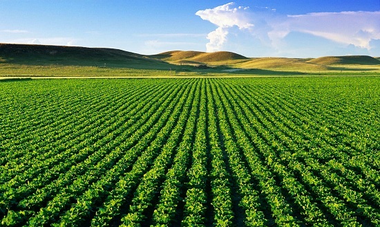 Tìm hiểu 1 số mô hình nông nghiệp xanh phổ biến