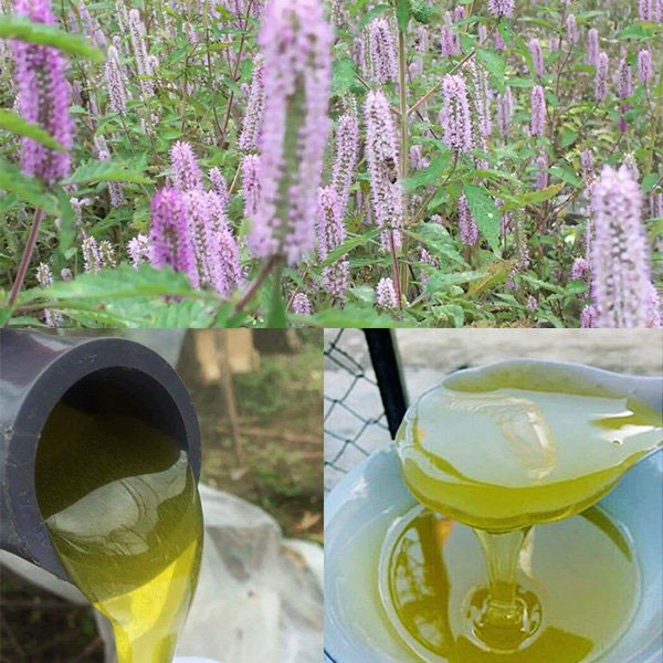 mật ong hoa bạc hà, mật ong, khám phá lợi ích của mật ong hoa bạc hà