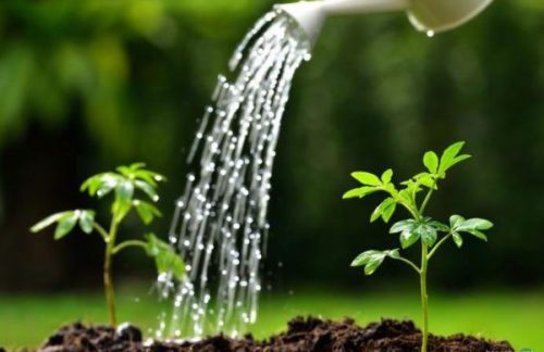 tưới nước cho cây, nguyên tắc tưới nước, cách tưới nước, 5 nguyên tắc tưới nước cho cây bạn cần phải nhớ
