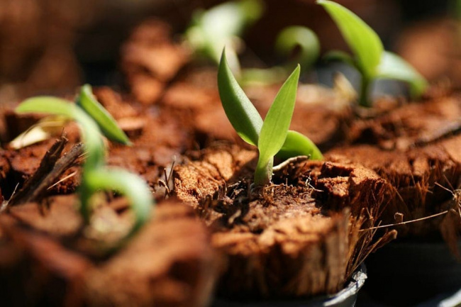 giá thể trồng lan, cách sử dụng giá thể, tìm hiểu top 4 loại giá thể trồng lan phổ biến bạn nên biết